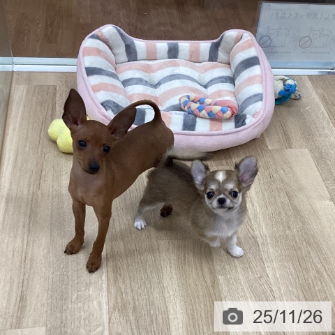 新潟県のチワワ(ロング) (ペットプラス 新潟南店/2025年9月7日生まれ/女の子/フォーンホワイト)の子犬の3枚目の画像