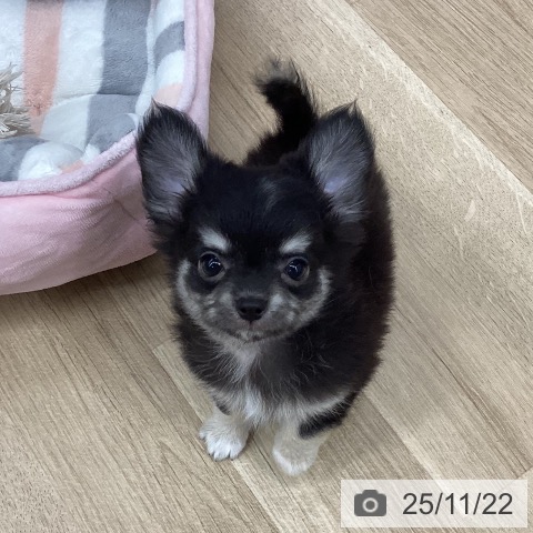 新潟県のチワワ(ロング) (ペットプラス 新潟南店/2025年9月10日生まれ/男の子/ブラックタン)の子犬の3枚目の画像