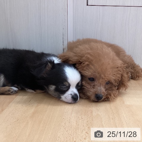 新潟県のチワワ(ロング) (ペットプラス 新潟青山店/2025年9月10日生まれ/女の子/ブラックタンホワイト)の子犬の4枚目の画像