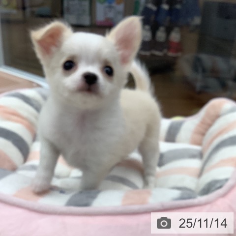チワワの写真