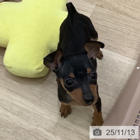 ミニチュア・ピンシャーの写真