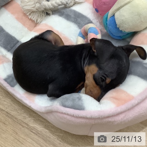 ミニチュア・ピンシャーの写真