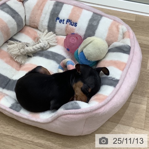 ミニチュア・ピンシャーの写真