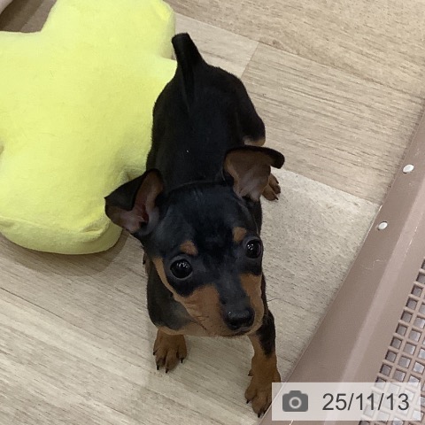 ミニチュア・ピンシャーの写真