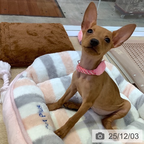 兵庫県のミニチュアピンシャー (ペットプラス 明石店/2025年8月24日生まれ/女の子/レッド)の子犬の4枚目の画像