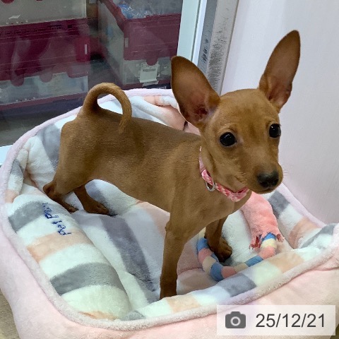 兵庫県のミニチュアピンシャー (ペットプラス 明石店/2025年8月24日生まれ/女の子/レッド)の子犬の4枚目の画像