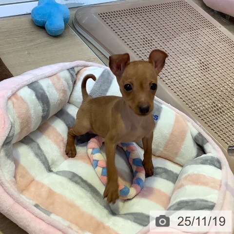 兵庫県のミニチュアピンシャー (ペットプラス 明石店/2025年8月24日生まれ/女の子/レッド)の子犬の3枚目の画像