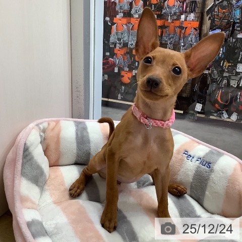 兵庫県のミニチュアピンシャー (ペットプラス 明石店/2025年8月24日生まれ/女の子/レッド)の子犬の3枚目の画像