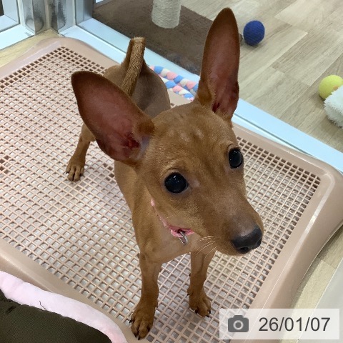 兵庫県のミニチュアピンシャー (ペットプラス 明石店/2025年8月24日生まれ/女の子/レッド)の子犬の3枚目の画像