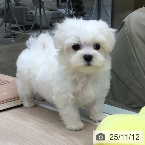 マルチーズの写真