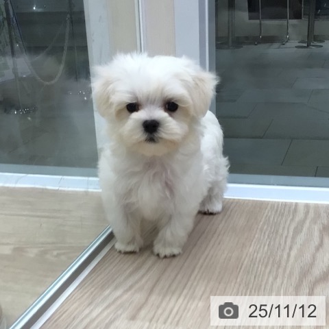 マルチーズの写真