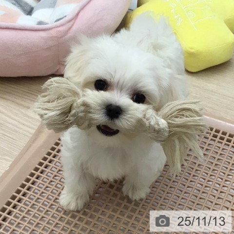 マルチーズの写真