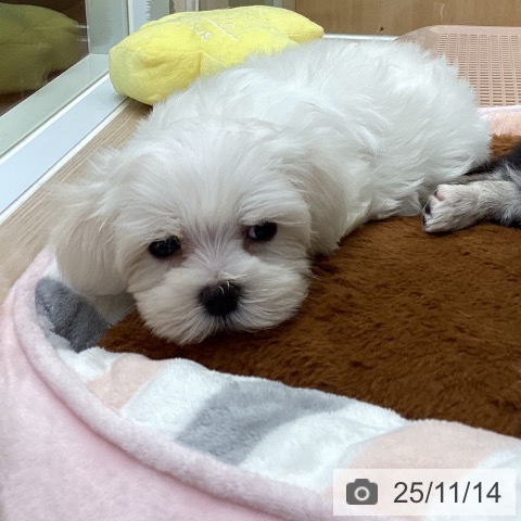 大阪府のマルチーズ (ペットプラス ららぽーと和泉店/2025年9月12日生まれ/女の子/ホワイト)の子犬の4枚目の画像