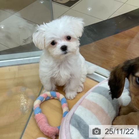 マルチーズの写真