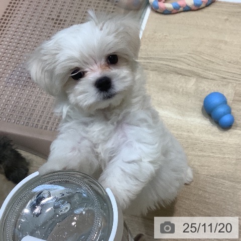 マルチーズの写真