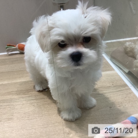 マルチーズの写真