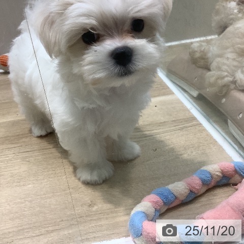 マルチーズの写真