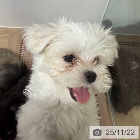 マルチーズの写真