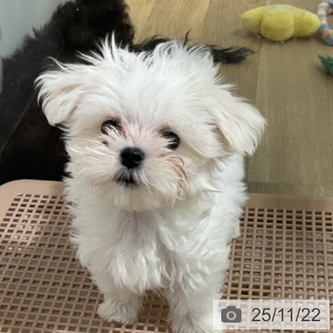 マルチーズの写真