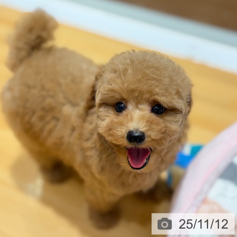 トイ・プードルの写真