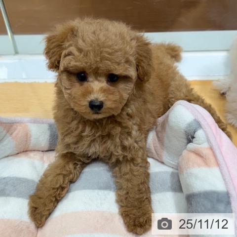 トイ・プードルの写真