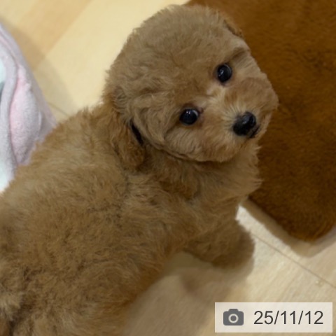 トイ・プードルの写真