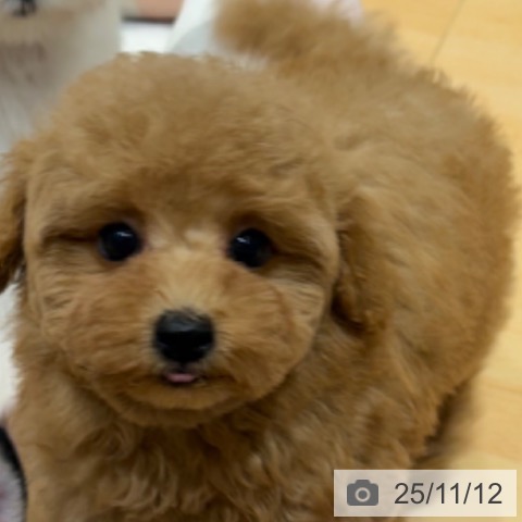 トイ・プードルの写真