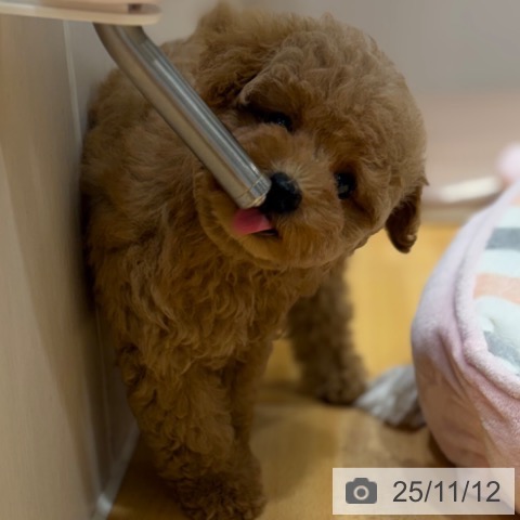 トイ・プードルの写真