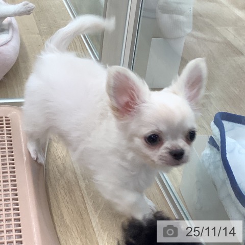 チワワの写真