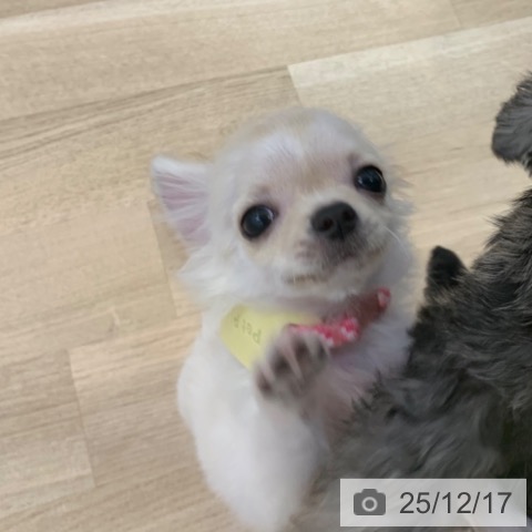 京都府のチワワ(ロング) (ペットプラス 久御山店/2025年9月8日生まれ/女の子/クリームホワイト)の子犬の3枚目の画像