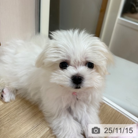 マルチーズの写真