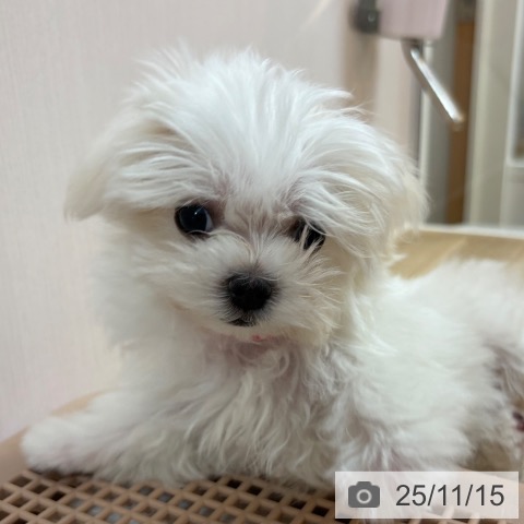 マルチーズの写真