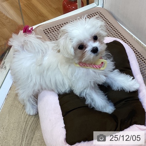 京都府のマルチーズ (ペットプラス イオンモールKYOTO店/2025年9月11日生まれ/女の子/ホワイト)の子犬の4枚目の画像