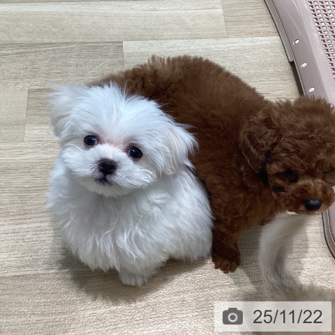 マルチーズの写真