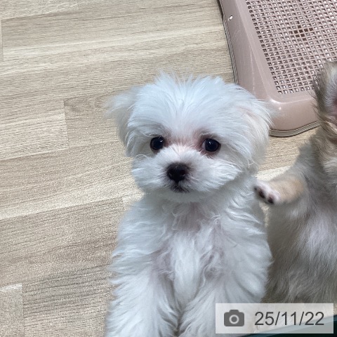 マルチーズの写真