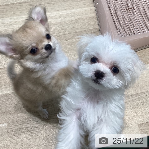 マルチーズの写真