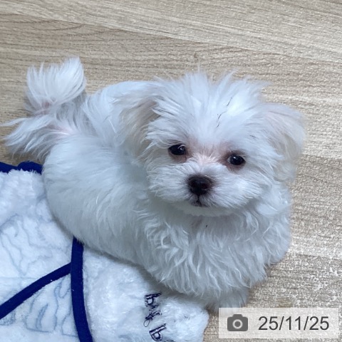 マルチーズの写真