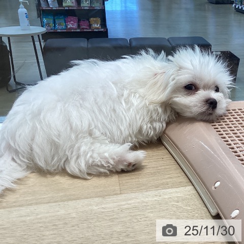 宮城県のマルチーズ (ペットプラス 仙台泉大沢店/2025年9月11日生まれ/男の子/ホワイト)の子犬の3枚目の画像