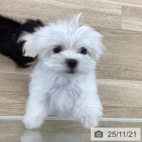 マルチーズの写真