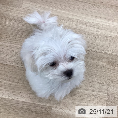 マルチーズの写真