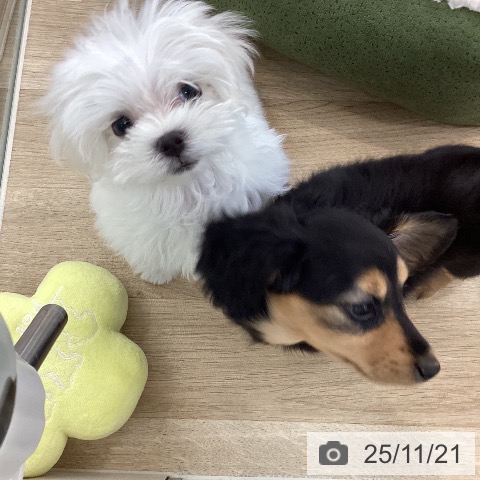 マルチーズの写真