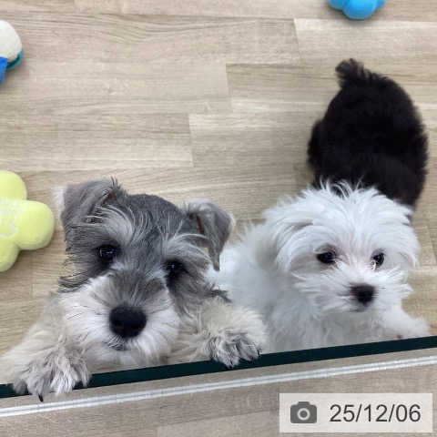 山梨県のマルチーズ (ペットプラス 甲府国母店/2025年9月11日生まれ/男の子/ホワイト)の子犬の4枚目の画像