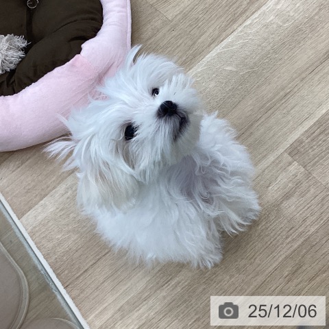 山梨県のマルチーズ (ペットプラス 甲府国母店/2025年9月11日生まれ/男の子/ホワイト)の子犬の3枚目の画像