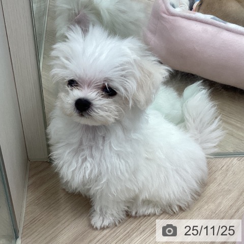 マルチーズの写真