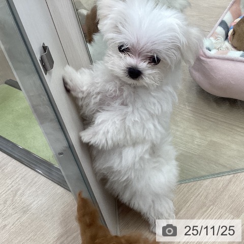マルチーズの写真
