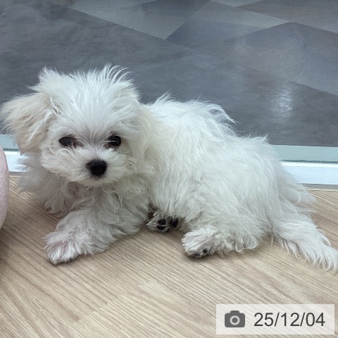 埼玉県のマルチーズ (ペットプラス 川口店/2025年9月11日生まれ/男の子/ホワイト)の子犬の3枚目の画像