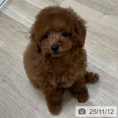 トイ・プードルの写真