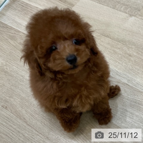 トイ・プードルの写真