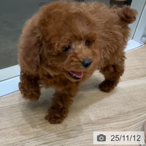 トイ・プードルの写真