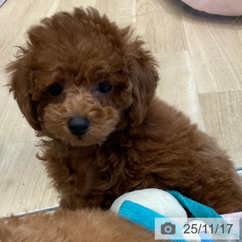 大阪府のトイプードル(トイ) (ペットプラス 堺北花田店/2025年9月12日生まれ/男の子/レッド)の子犬の4枚目の画像